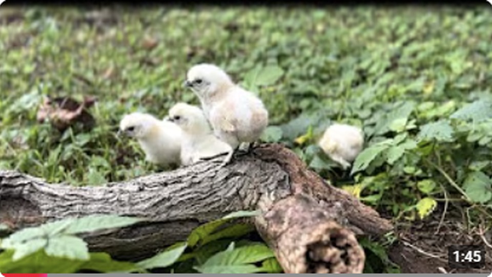 ふわふわ探検隊、庭へ行く！！