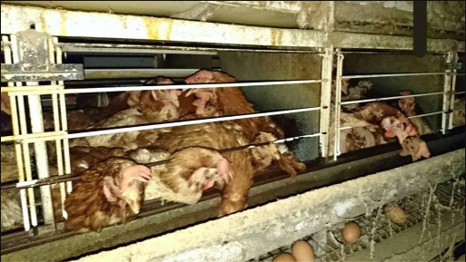 ケージ内で飼育される鶏の現状を伝える写真