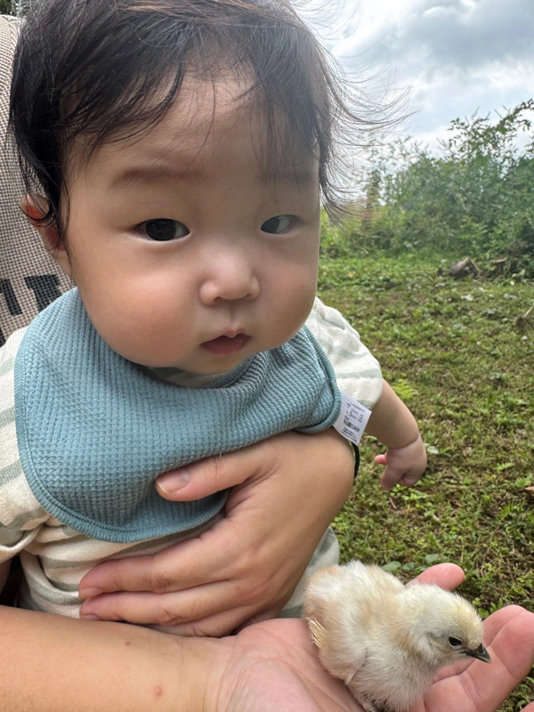 夢幻庵　烏骨鶏のひよことのふれあい体験