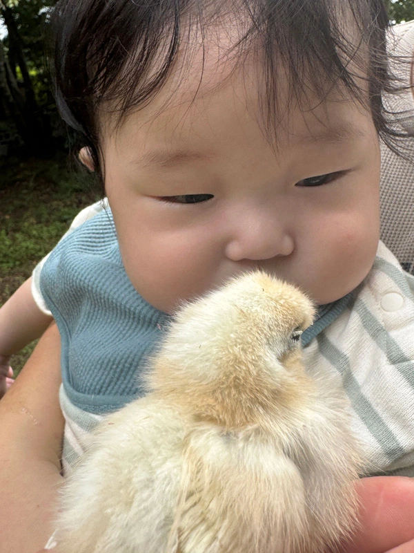 夢幻庵　烏骨鶏のひよことのふれあい体験