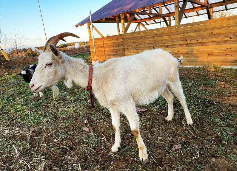 アイル（ザーネン種・♀）