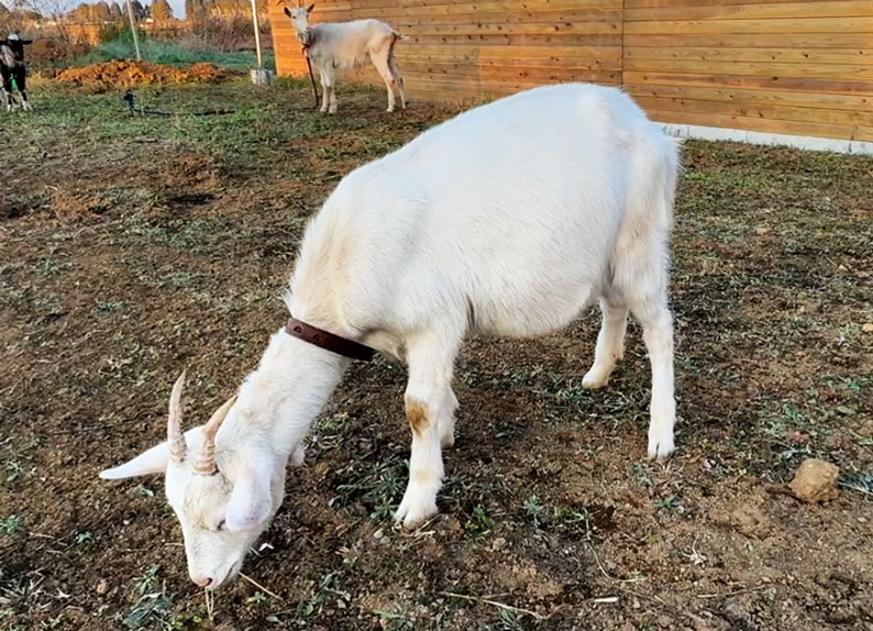 ミルク（ザーネン種・♀）