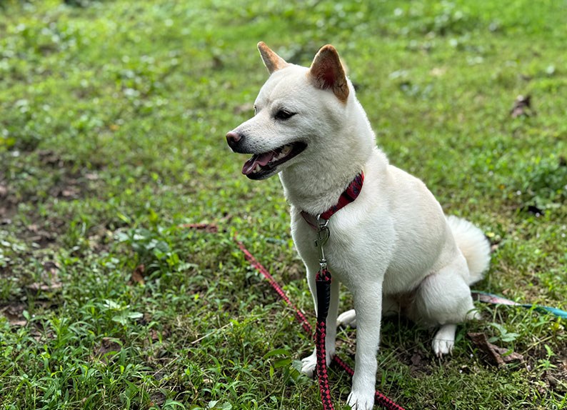 ユキ（白い柴犬・♀）