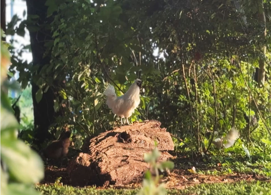 朝の夢幻庵の庭