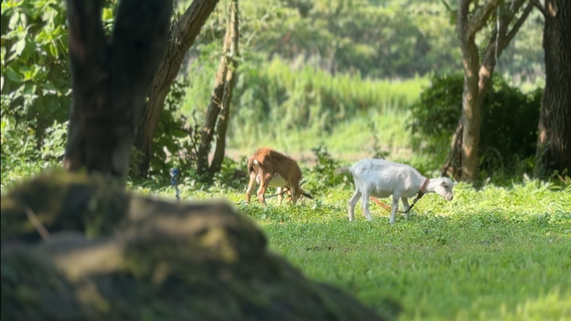 庭で草を食むヤギ ナナとラウル
