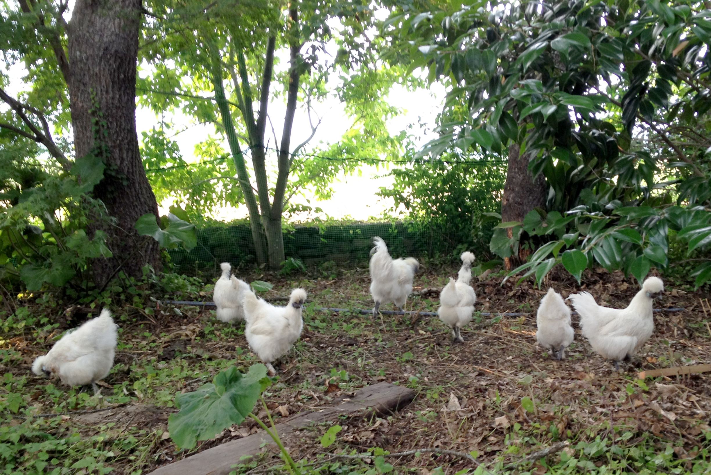 夢幻庵 放し飼いの様子