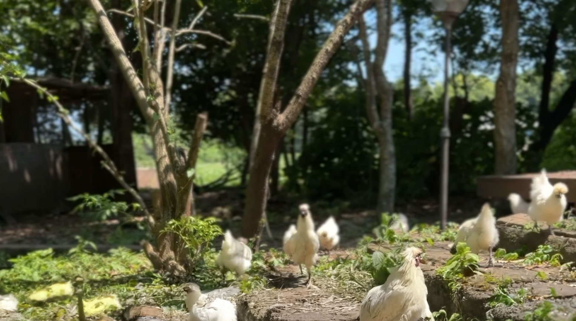 庭を歩く烏骨鶏たち