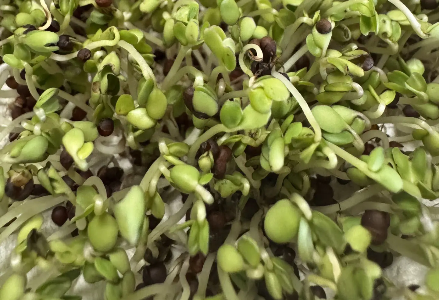 ブロッコリースプラウト